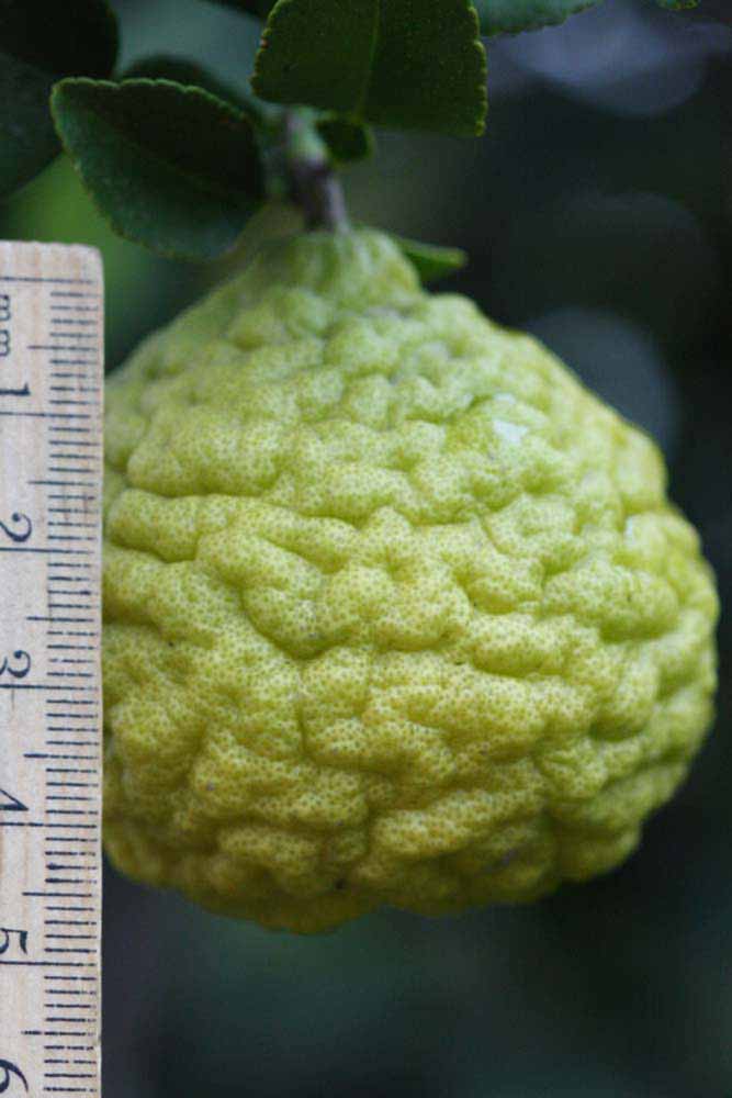              Fruit (Riverside, CA)       